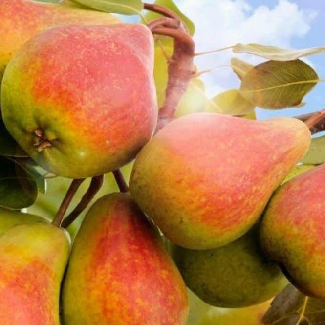 Груша обыкновенная Северянка